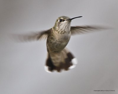 Hummingbird, Calliope IMG_7408.jpg