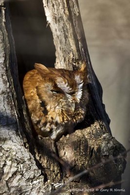 Owl, Eastern Screech- IMG_7459.jpg