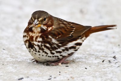 Sparrow, Fox IMG_7491.jpg