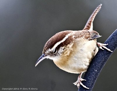 Wren, Carolina IMG_7510.jpg