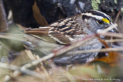 Sparrow,White-throated  IMG_7581.jpg
