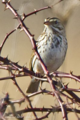 Sparrow, Song  IMG_7631.jpg