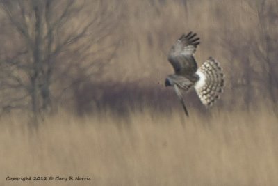 Harrier, Northern IMG_7642.jpg