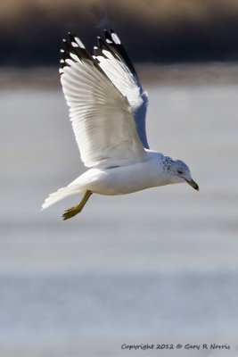 Gull, Ring-billed IMG_7796.jpg