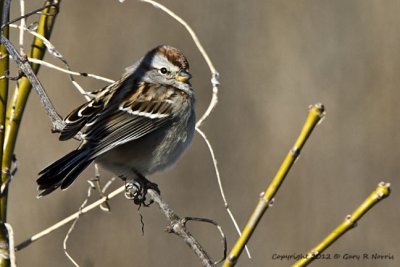 Sparrow, Chipping  IMG_7800.jpg