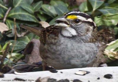 Sparrow, White-throated IMG_7960.jpg