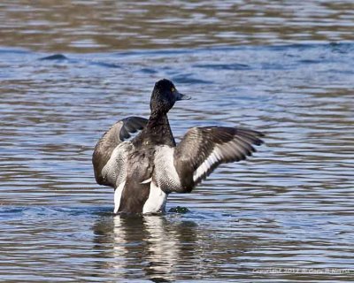 Duck, Ring-necked IMG_8091.jpg