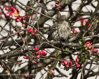 Finch, House IMG_8209.jpg