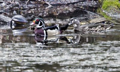 Duck, Wood IMG_8258.jpg