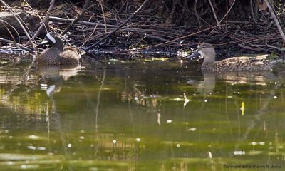 Teal, Blue-winged IMG_8304.jpg