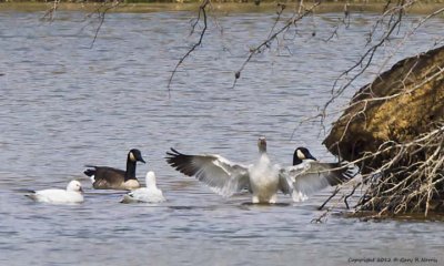 Geese IMG_8306.jpg