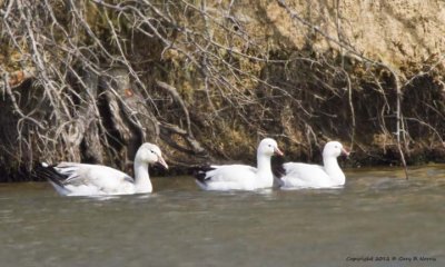 Goose, Snow IMG_8327.jpg