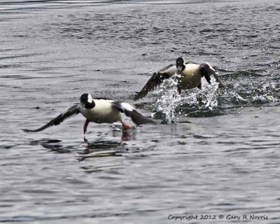 Buffelhead IMG_8338.jpg