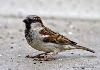 Sparrow, House IMG_8534.jpg