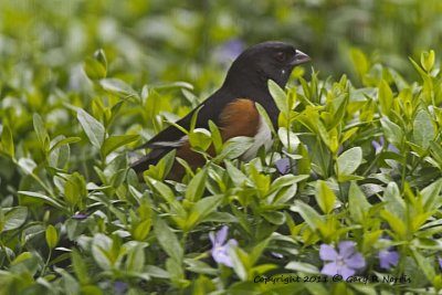 Towhee, Eastern IMG_8541.jpg