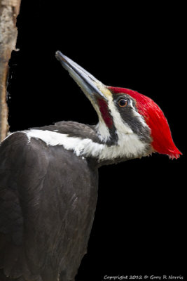 Woodpecker, Pileated IMG_8656.jpg