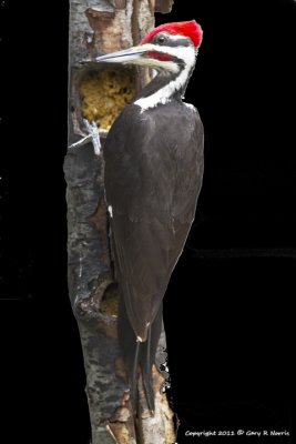 Woodpecker, Pileated IMG_8689.jpg