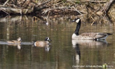 Teal, Blue-winged image42.jpg