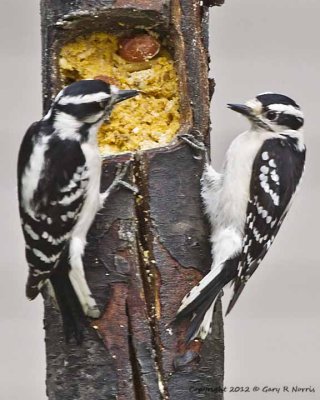 Woodpecker, Downy IMG_8733.jpg