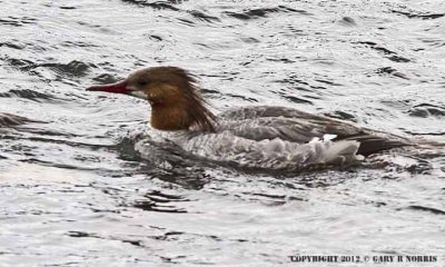 Merganser, Common IMG_8970.jpg