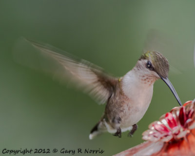 Hummingbird, Ruby-throated IMG_0932.jpg