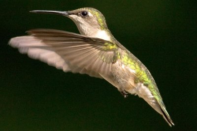 Hummingbird, Ruby-throated