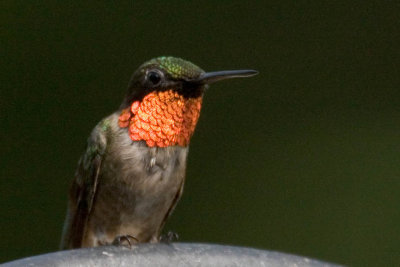 Hummingbird, Ruby-throated