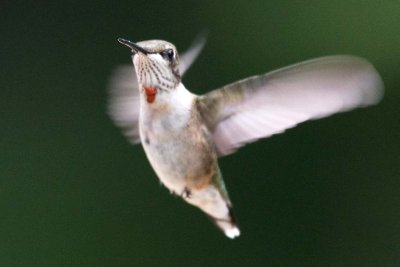 Hummingbird, Ruby-throated