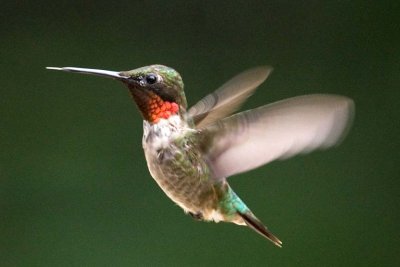 Hummingbird, Ruby-throated
