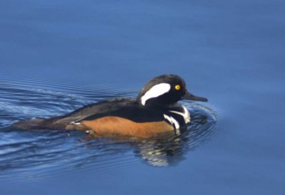 Merganser, Hooded