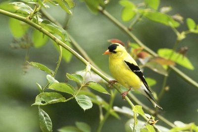Goldfinch,. American