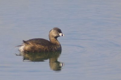 Grebe, Pied-billed