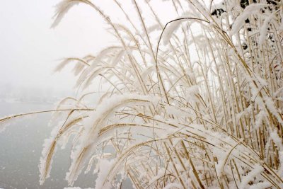 Winter - My Back Yard