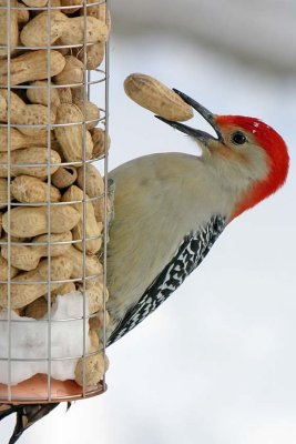 Woodpecker, Red-bellied