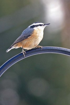 Nuthatch, Red-breasted