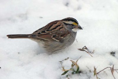 Sparrow, White-throated