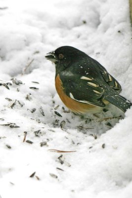 Towhee, Eastern