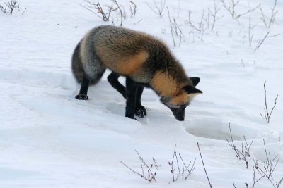IMG_6178.jpg