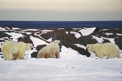 Polar Bears 3.jpg
