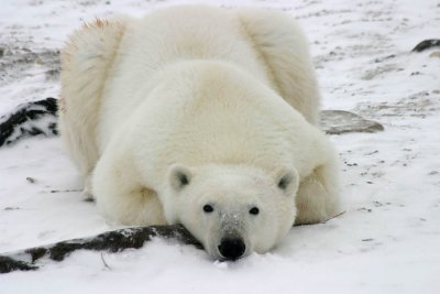 Polar Bears and friends
