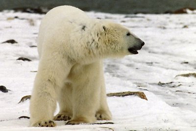 Polar Bear 8.jpg