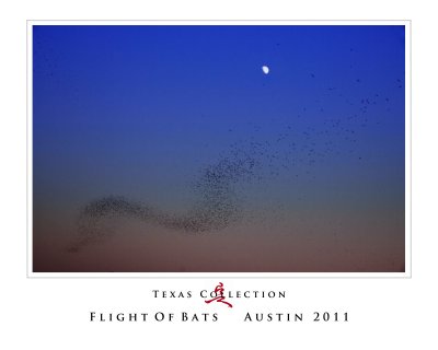 Texas_Austin_Congress Bridge_Mexican Freetail Bats