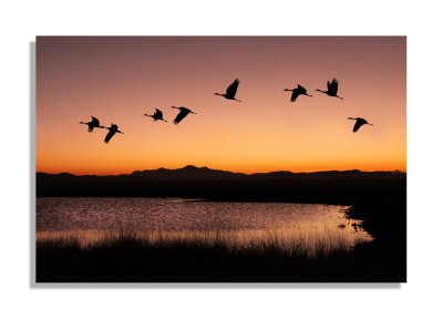 Willcox, AZ (Bird Viewing)