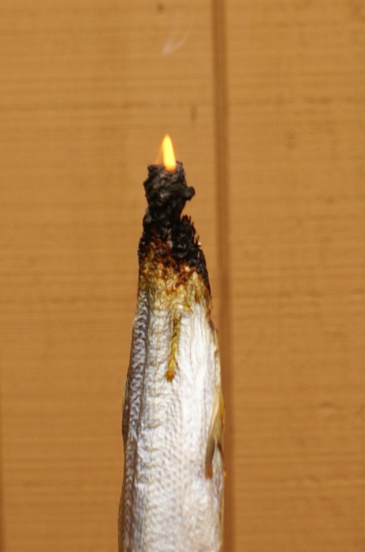 Candlefish 2.jpg