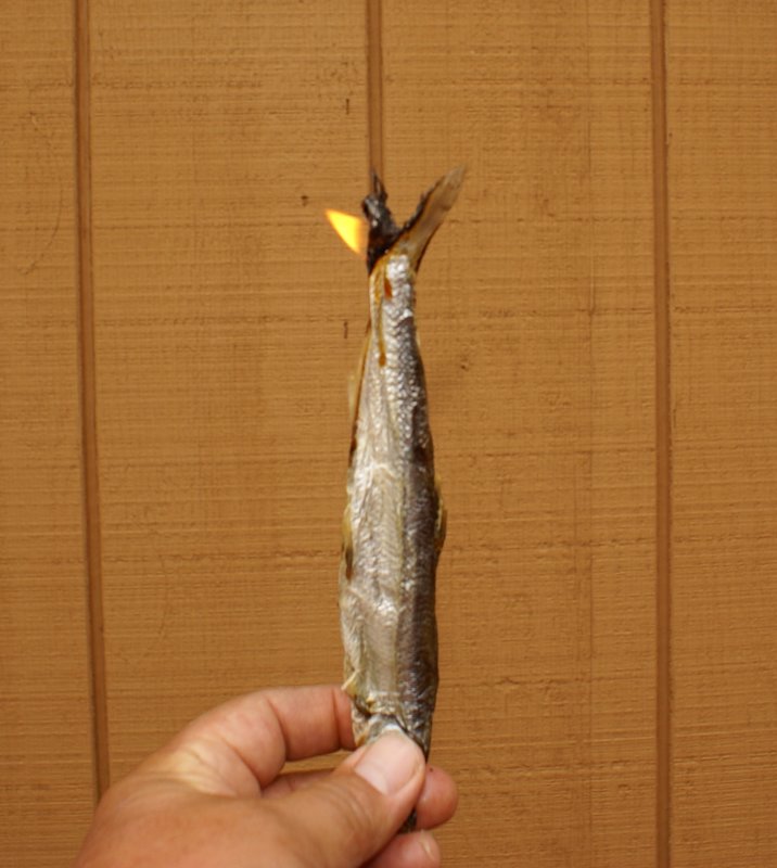 Candlefish 4.jpg