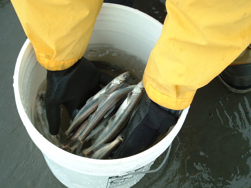 Fish in a bucket