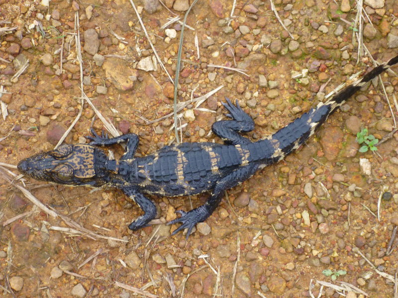Dwarf Dragon