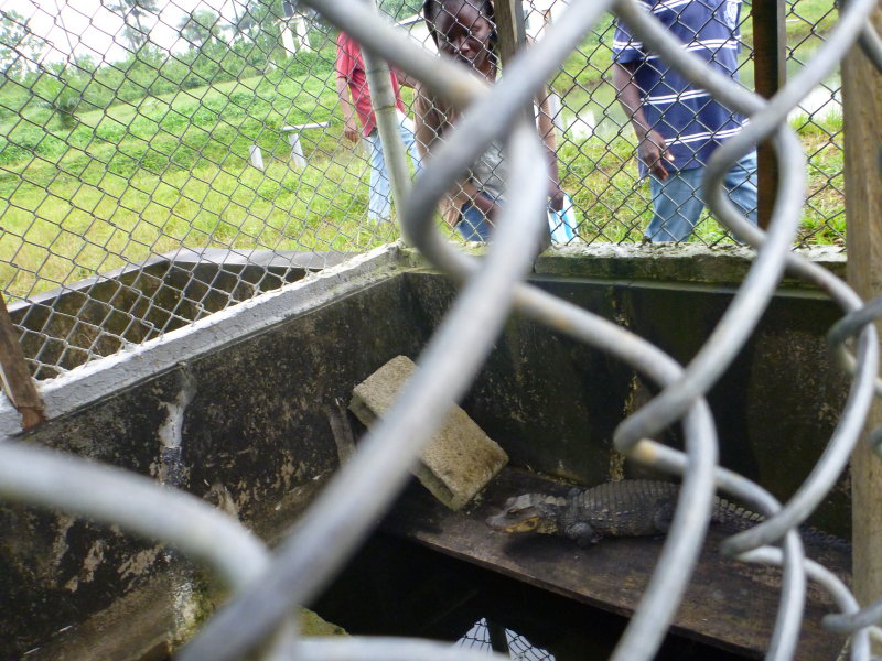 The smallest dragon in prison - adult (?) African dwarf crocodile
