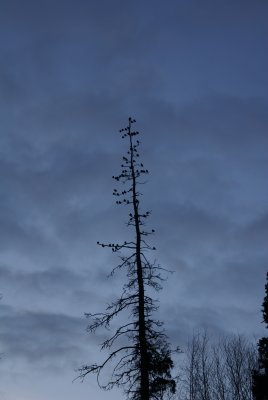 Bohmenian waxwings on the eagle tree