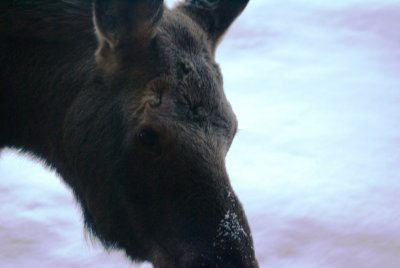 Bull moose up close and personal